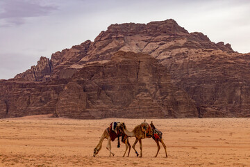 Wadi Rum, Jordan Camels grazing in the desert.