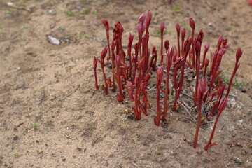 Young red shoots of peony in the open field. Peony shoots grow out of the ground in early spring. Young sprout with leaves. Peony seedlings.