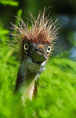 Juvenile Tricolored Heron