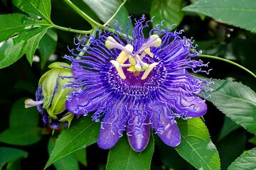 Purple Passion flower
