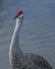 Fototapeta premium Sandhill Crane portrait