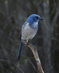 Florida Scrub Jay