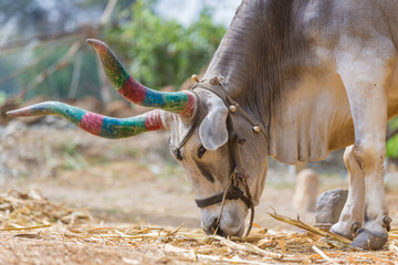 large cattle with huge painted horns eats straw