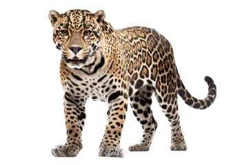 Foto op Plexiglas an isolated jaguar front-view, whole body, stalking prey, horizontal, fierce jungle-themed photorealistic illustration on a transparent background in PNG. Panthera onca. Generative AI © Purple Penguin GFX