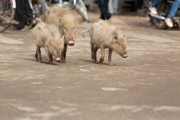  three piglets stray across a road  in India 