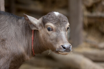  calf with collar looks suspicious and have his ears flattened