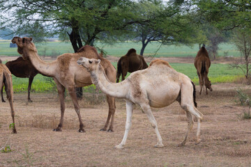 Herd of dromedaries feeds on sparse grass and leaves of trees