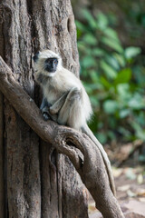 Hanuman langurs sit in a tree and looking to the right in the forest