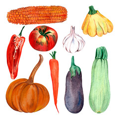 harvest set of different vegetables painted in watercolor