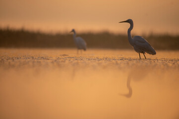 heron in the morning