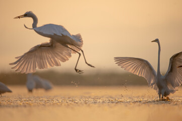 Great egrets fighting for food in sunris e