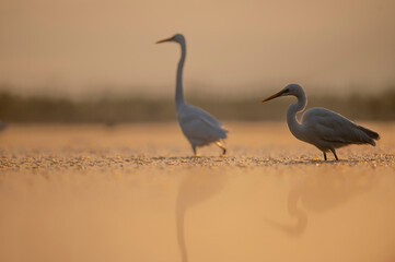 Great egret, Ardea alba, flock of white birds