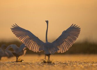 Great White Heron in Sunrise 
