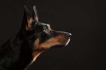 cute australian kelpie dog profile portrait in the studio on a dark background