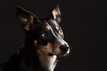 cute border collie puppy dog portrait in the studio on a dark background