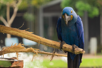 Arara Azul Brasileira