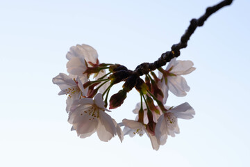 朝日に照らされキラキラ輝く桜の花。早朝、逆光で背景をぼかして撮影