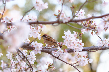 スズメの桜の花落とし。桜の花を丸ごとちぎって蜜を吸うスズメ。