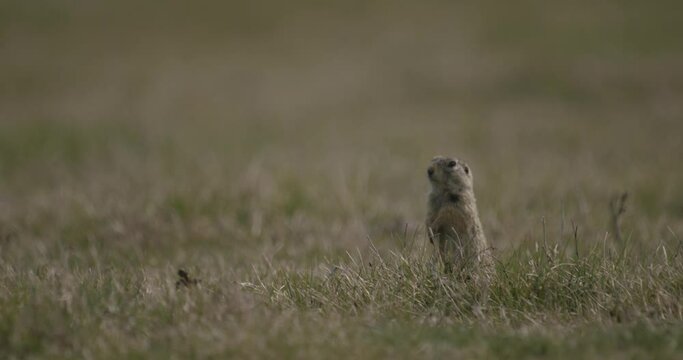 European Ground Squirrel In Natural Habitat -Spermophilus Citellus slow motion image