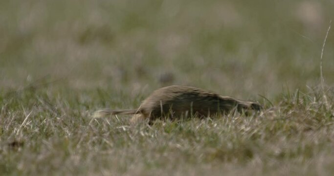 European Ground Squirrel Spermophilus Citellus