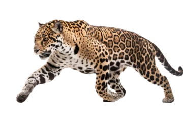 Foto op Plexiglas an isolated jaguar side-view, whole body, stalking prey, horizontal, fierce jungle-themed photorealistic illustration on a transparent background in PNG. Panthera onca. Generative AI © Purple Penguin GFX