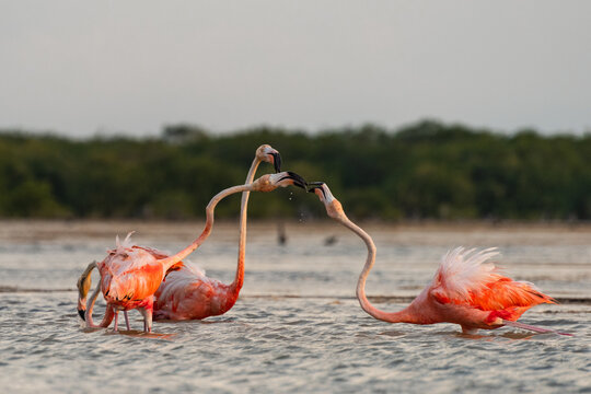Flamingos peleando por comida