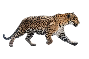 Foto op Plexiglas an isolated jaguar side-view, whole body, stalking prey, horizontal, fierce jungle-themed photorealistic illustration on a transparent background in PNG. Panthera onca. Generative AI © Purple Penguin GFX