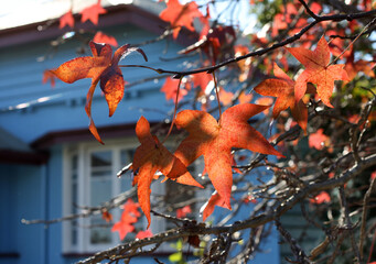 Red leaves of American sweetgum (Liquidambar styraciflua), illuminated by the sun, on the background of an old blue house