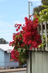 Blossomed bougainvillea on a fence