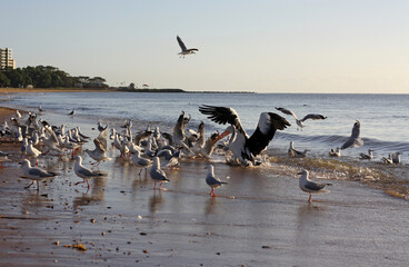 Australian pelican (Pelecanus conspicillatus) flapping its wings on the beach among the seagulls on a sunny morning