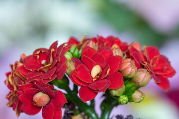 Close up of red Madagascan widows thrill (kalanchoe blossfeldiana) flowers in bloom