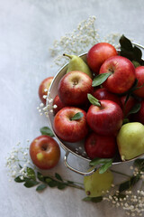 Shiny red apples in white colander. Close up photo of organic fruit on a table. Vibrant colors of seasonal fruit. Eating fresh concept. Bright grey background with copy space. 