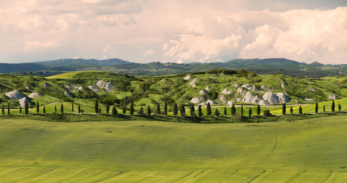 Fototapeta Alley with cypress trees near Siena, Crete Senesi, Tuscany, Italy