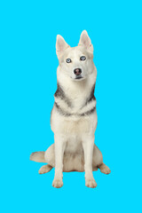 Portrait of grey girl siberian husky looking to you on a turquoise blue background