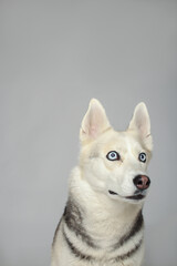 Portrait of grey girl siberian husky looking to you on a white background