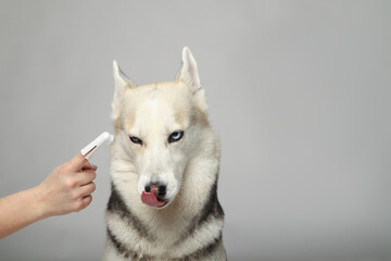 Portrait of a gray siberian husky girl brushing her teeth on a white background. Dog grooming © Yaroslav