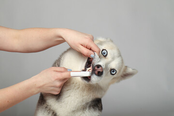 Portrait of a gray siberian husky girl brushing her teeth on a white background. Dog grooming