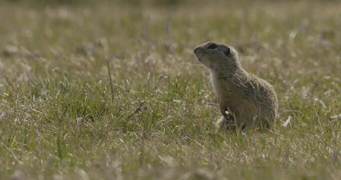 European Ground Squirrel Spermophilus Citellus