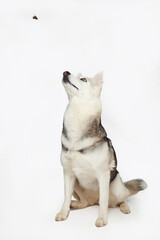 Portrait of grey girl siberian husky is eating on a white background