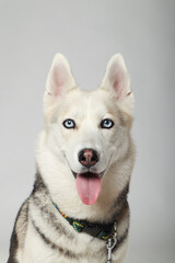 Portrait of grey girl siberian husky looking to you on a white background