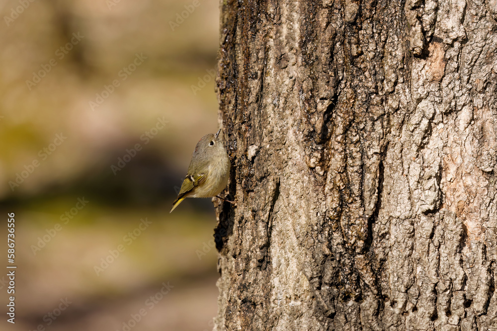 Poster The ruby-crowned kinglet (Corthylio calendula). In the spring, woodpeckers make holes in a tree from which sweet sap flows.
Other birds also fly to these places, drinking this sweet sap