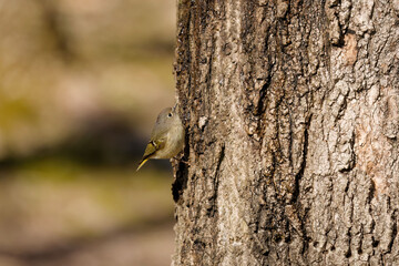 The ruby-crowned kinglet (Corthylio calendula). In the spring, woodpeckers make holes in a tree from which sweet sap flows.
Other birds also fly to these places, drinking this sweet sap