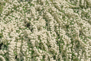 Abundant white flowers on the spiraea spiraea bush