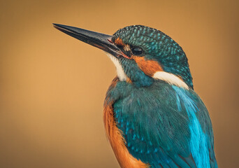 Kingfisher