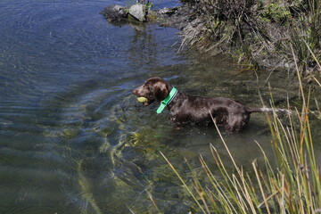 Dog learning to take the ball from the water. brown puppy learning how to swim for the first time in a lake. Weimaraner male puppy wearing a green collar and a ball in the mouth