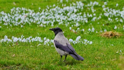 blackbird on the grass