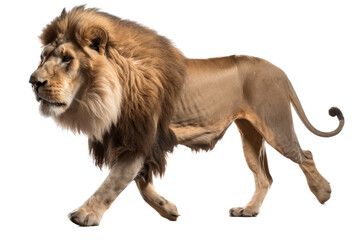 an isolated lion walking side view, majestic, stalking prey, fierce jungle-themed photorealistic illustration on a transparent background in PNG. Panthera leo. King of the Jungle. Generative AI