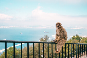 Monkey sitting on the railing of a fence at the top of Gibraltar mountain, Spain.