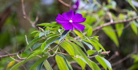 Photograph of flowers found in nature.