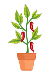 Organic chili pepper growth and freshness